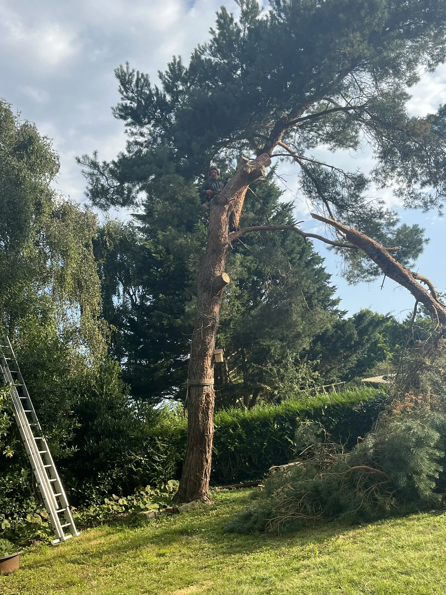 Élagage & arbres